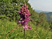 75 Aglio grazioso (Allium cirrhosum)